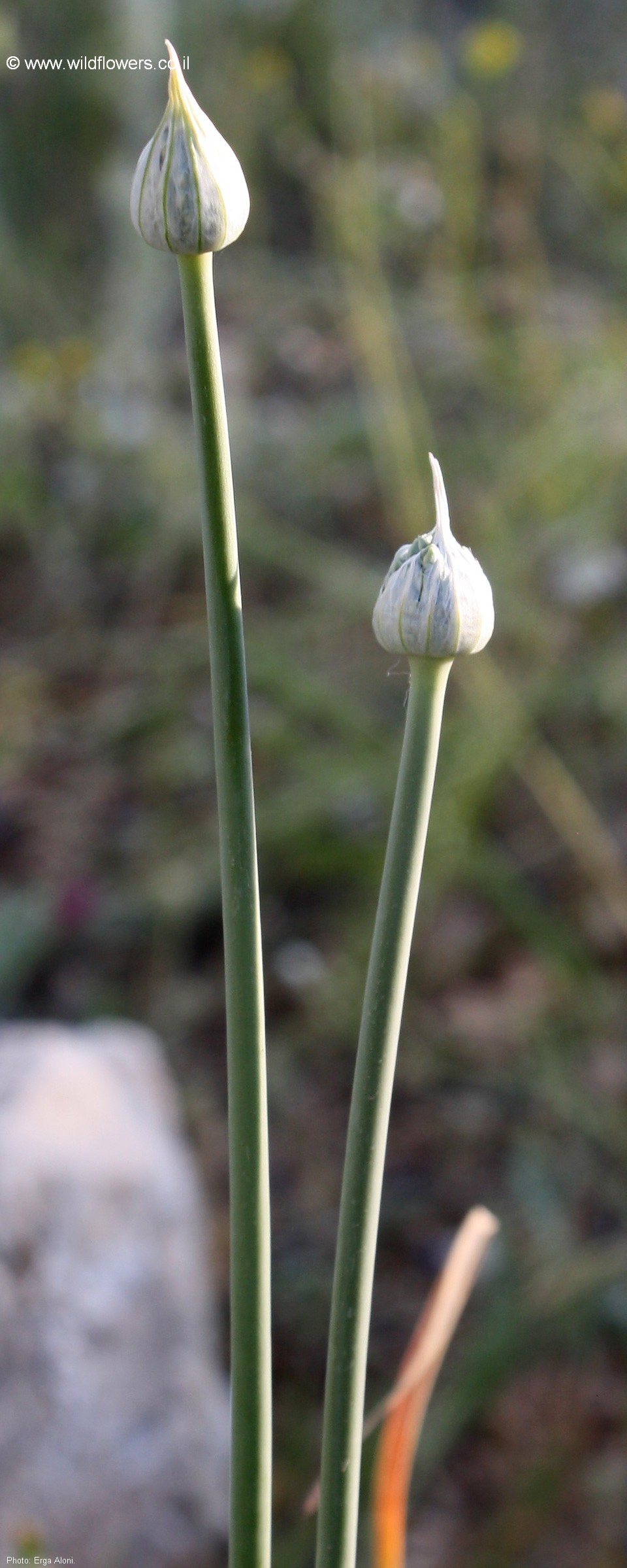 Allium dictyoprasum